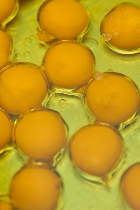 Tuorli d'uovo liquidi pronti per la pastorizzazione