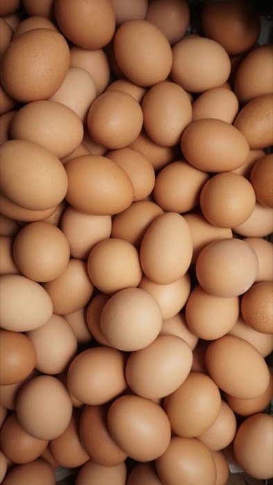 Grandi quantità di uova fresche pronte per la lavorazione industriale
